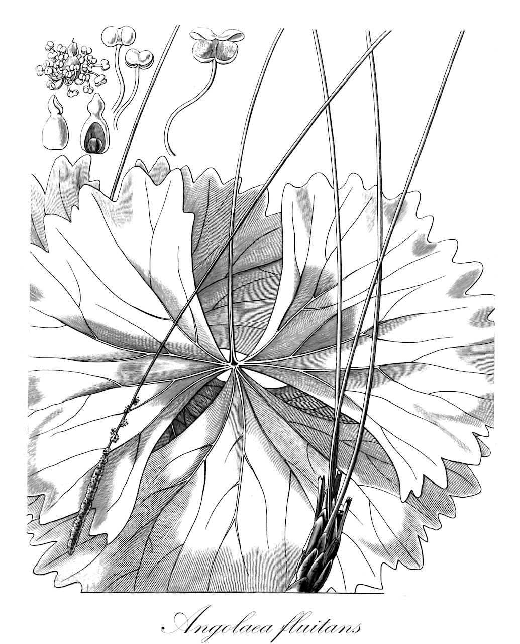 Angolaea fluitans - Podostemaceae,Plantae,Pteridobiotina,Angiosperms,Malpighiales,Podostemaceae,Angolaea,Angolaea fluitans