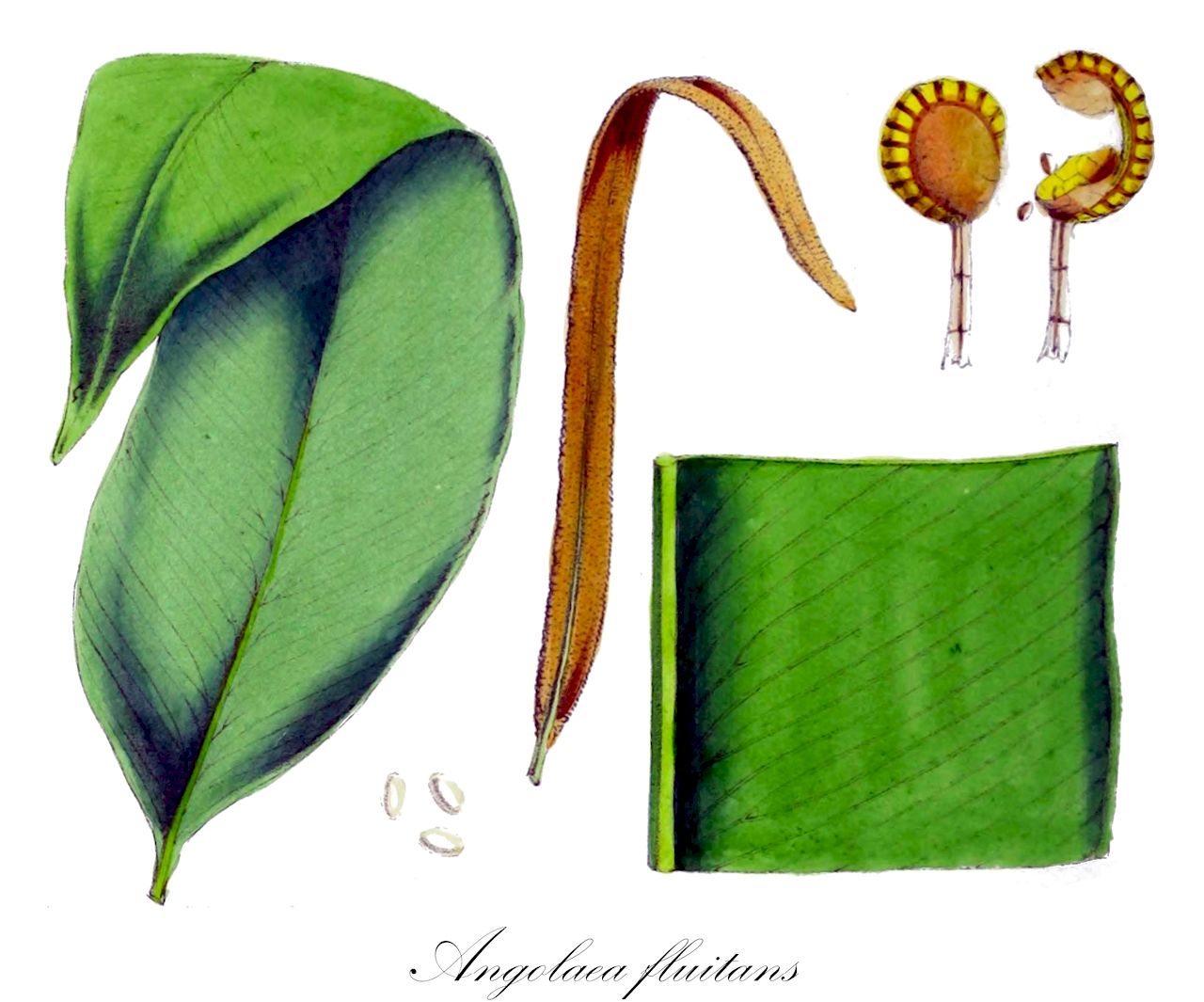 Angolaea fluitans - Podostemaceae,Plantae,Pteridobiotina,Angiosperms,Malpighiales,Podostemaceae,Angolaea,Angolaea fluitans