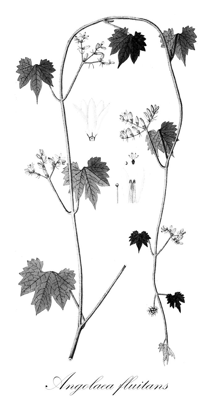 Angolaea fluitans - Podostemaceae,Plantae,Pteridobiotina,Angiosperms,Malpighiales,Podostemaceae,Angolaea,Angolaea fluitans