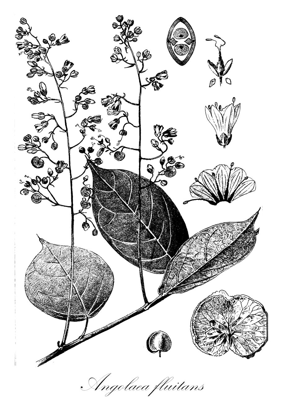 Angolaea fluitans - Podostemaceae,Plantae,Pteridobiotina,Angiosperms,Malpighiales,Podostemaceae,Angolaea,Angolaea fluitans