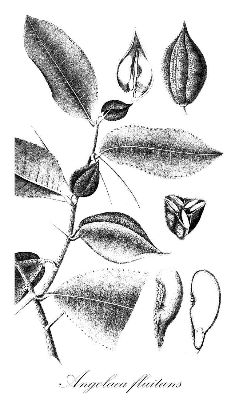 Angolaea fluitans - Podostemaceae,Plantae,Pteridobiotina,Angiosperms,Malpighiales,Podostemaceae,Angolaea,Angolaea fluitans