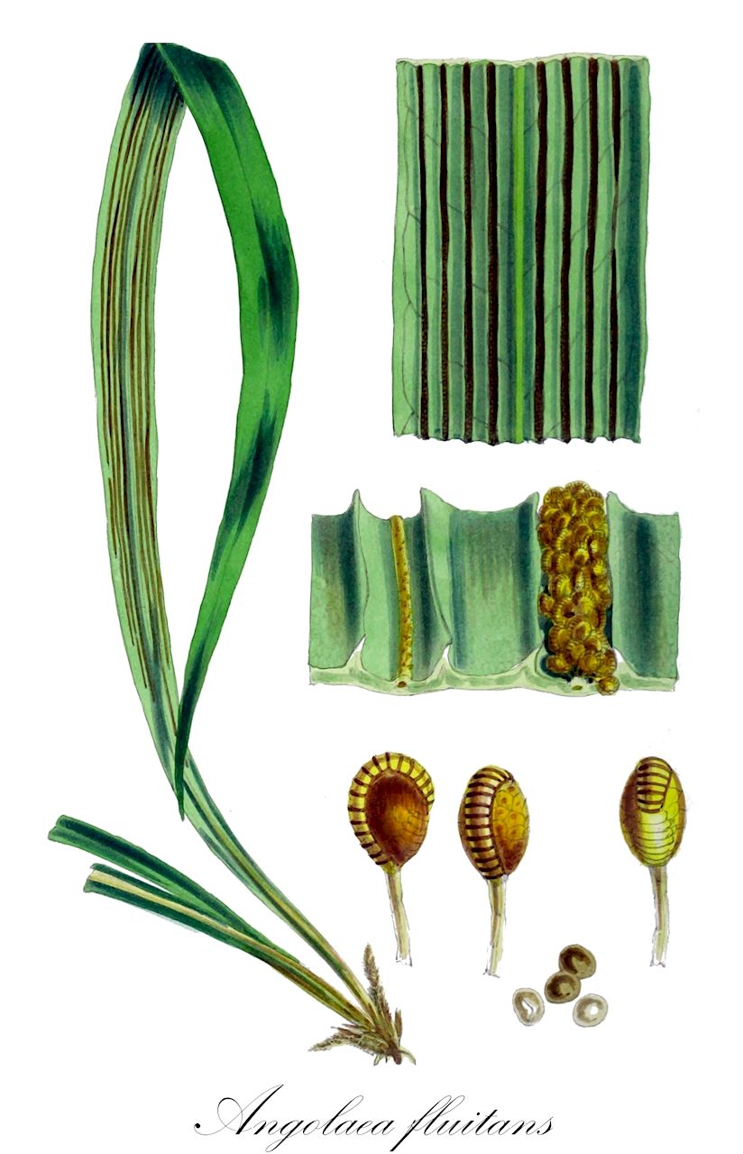Angolaea fluitans - Podostemaceae,Plantae,Pteridobiotina,Angiosperms,Malpighiales,Podostemaceae,Angolaea,Angolaea fluitans