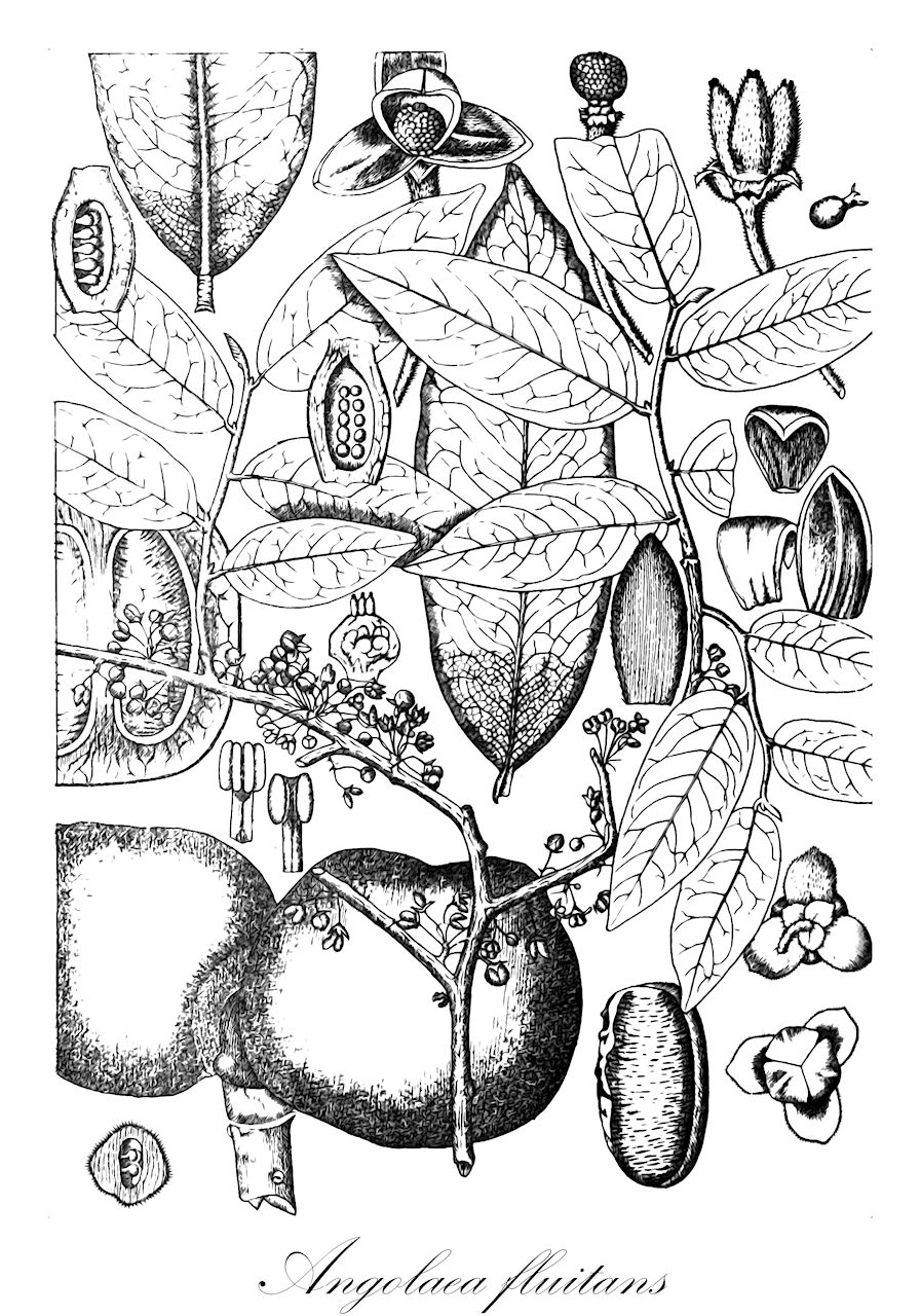 Angolaea fluitans - Podostemaceae,Plantae,Pteridobiotina,Angiosperms,Malpighiales,Podostemaceae,Angolaea,Angolaea fluitans