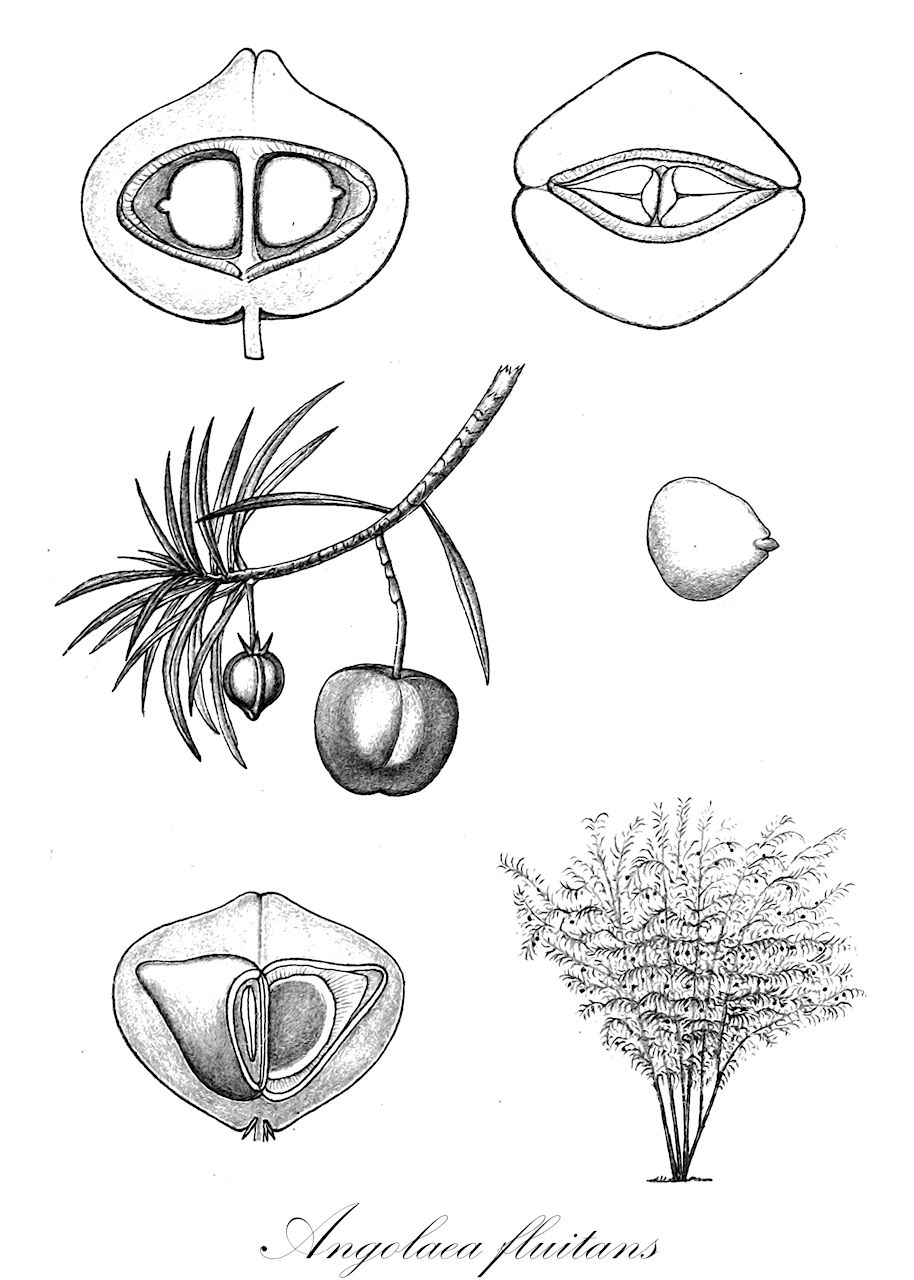 Angolaea fluitans - Podostemaceae,Plantae,Pteridobiotina,Angiosperms,Malpighiales,Podostemaceae,Angolaea,Angolaea fluitans