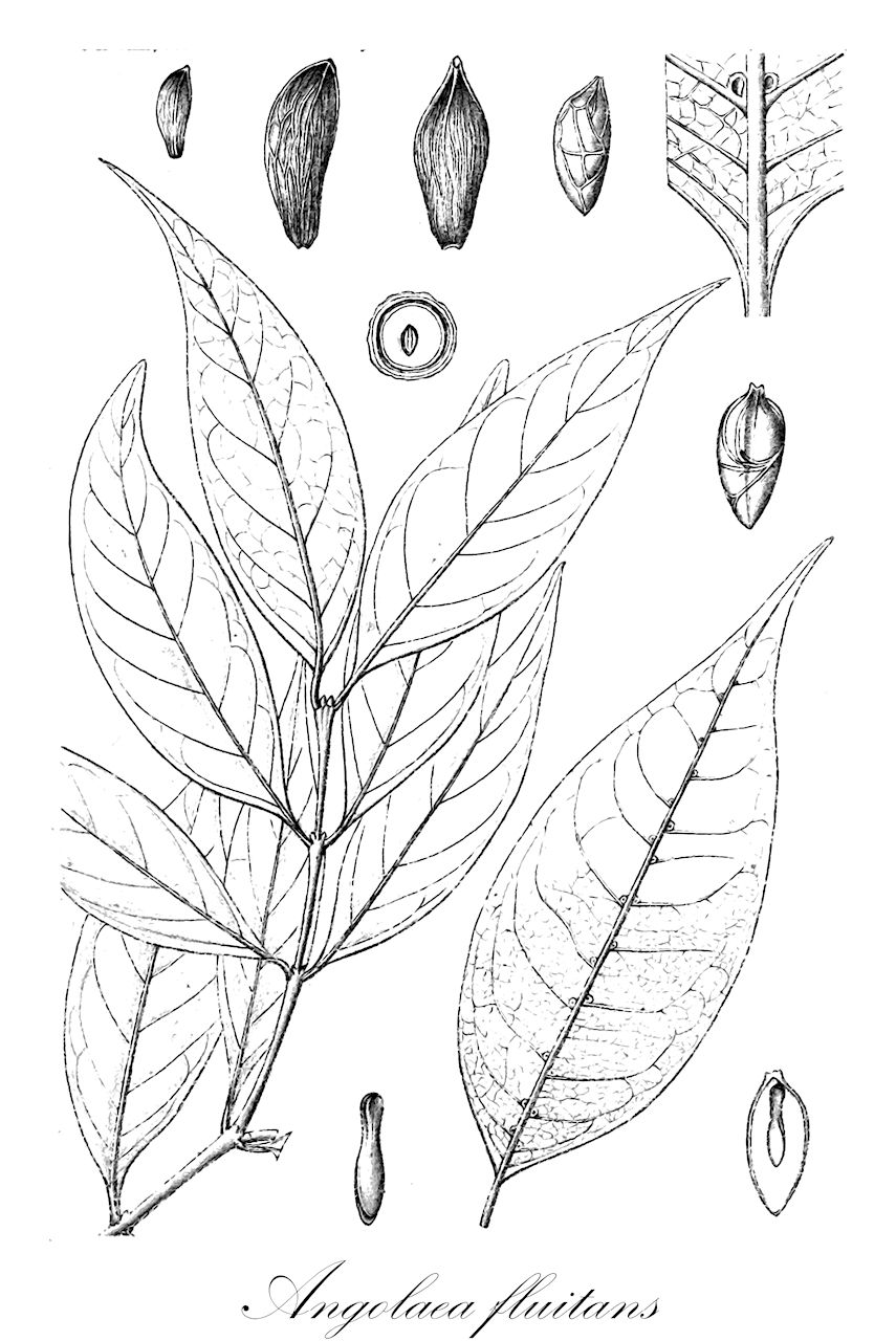 Angolaea fluitans - Podostemaceae,Plantae,Pteridobiotina,Angiosperms,Malpighiales,Podostemaceae,Angolaea,Angolaea fluitans