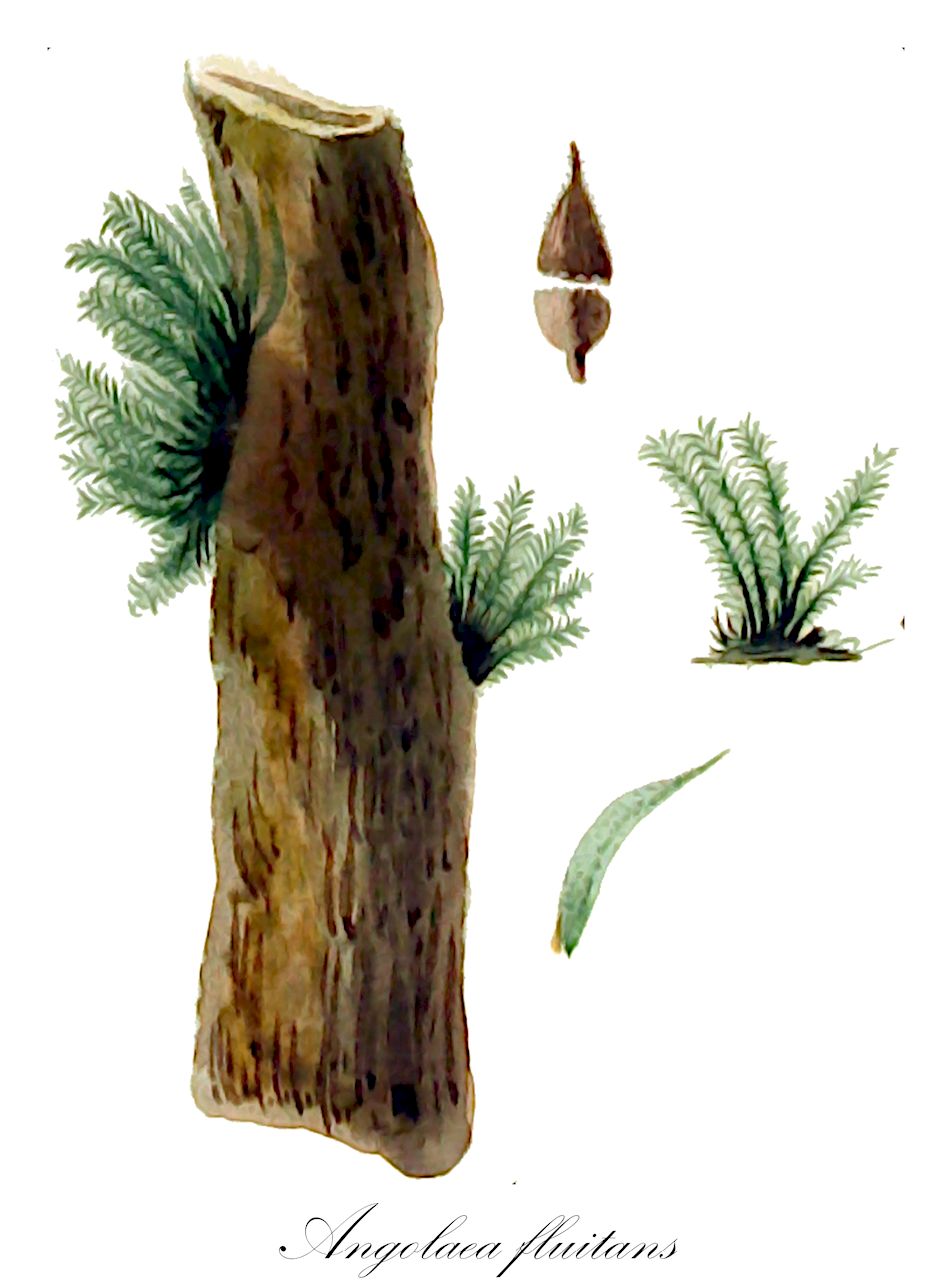 Angolaea fluitans - Podostemaceae,Plantae,Pteridobiotina,Angiosperms,Malpighiales,Podostemaceae,Angolaea,Angolaea fluitans