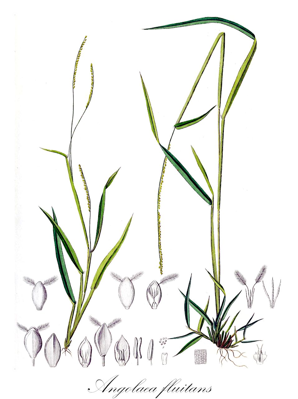 Angolaea fluitans - Podostemaceae,Plantae,Pteridobiotina,Angiosperms,Malpighiales,Podostemaceae,Angolaea,Angolaea fluitans