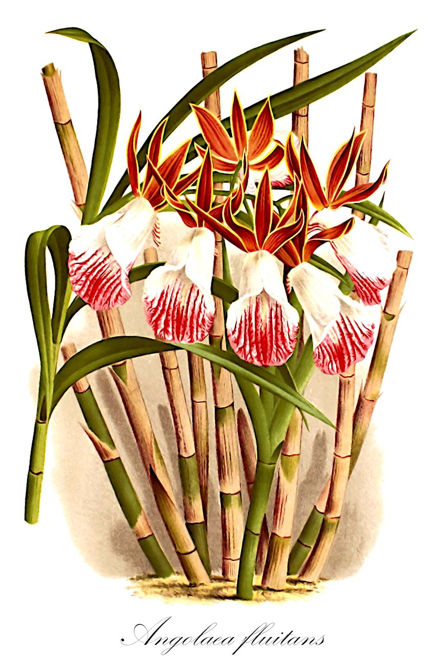 Angolaea fluitans - Podostemaceae,Plantae,Pteridobiotina,Angiosperms,Malpighiales,Podostemaceae,Angolaea,Angolaea fluitans