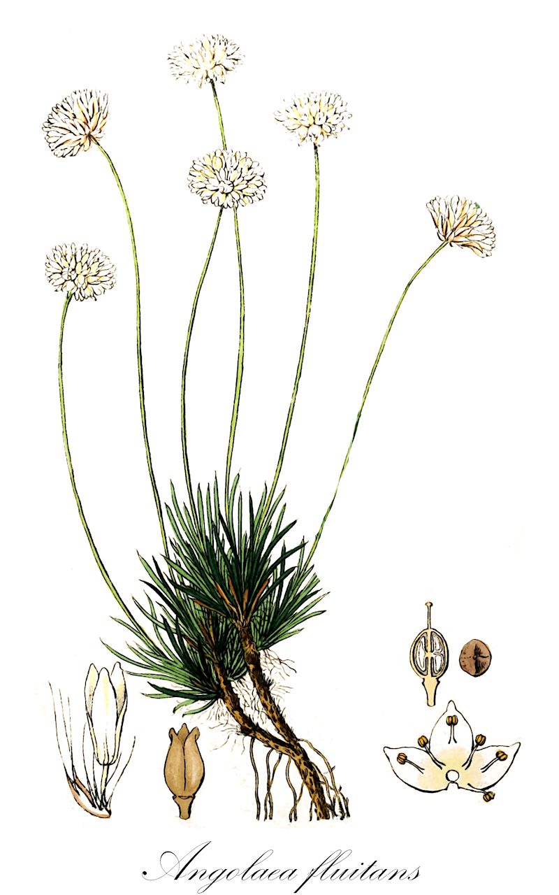 Angolaea fluitans - Podostemaceae,Plantae,Pteridobiotina,Angiosperms,Malpighiales,Podostemaceae,Angolaea,Angolaea fluitans