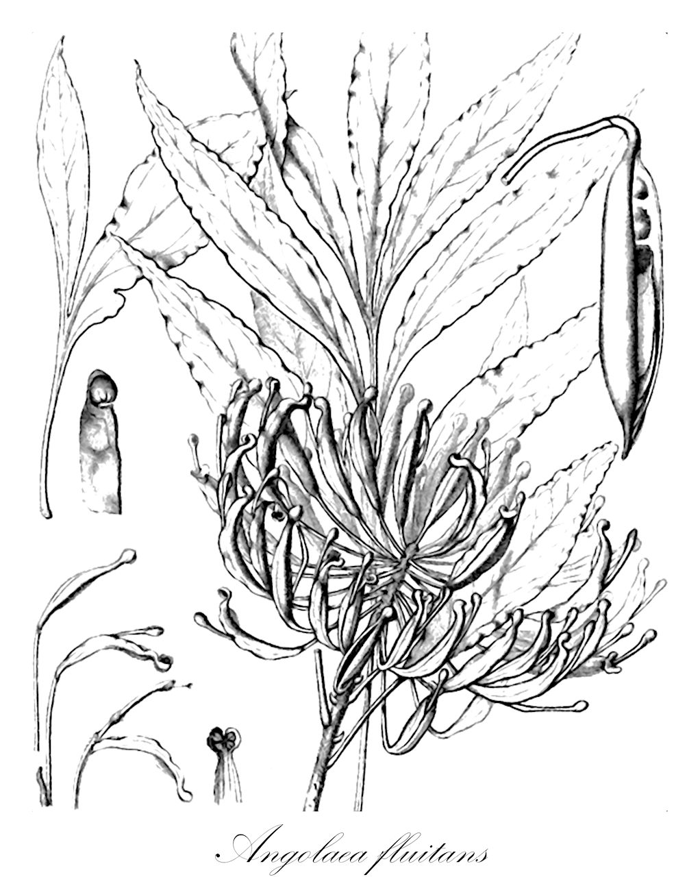 Angolaea fluitans - Podostemaceae,Plantae,Pteridobiotina,Angiosperms,Malpighiales,Podostemaceae,Angolaea,Angolaea fluitans