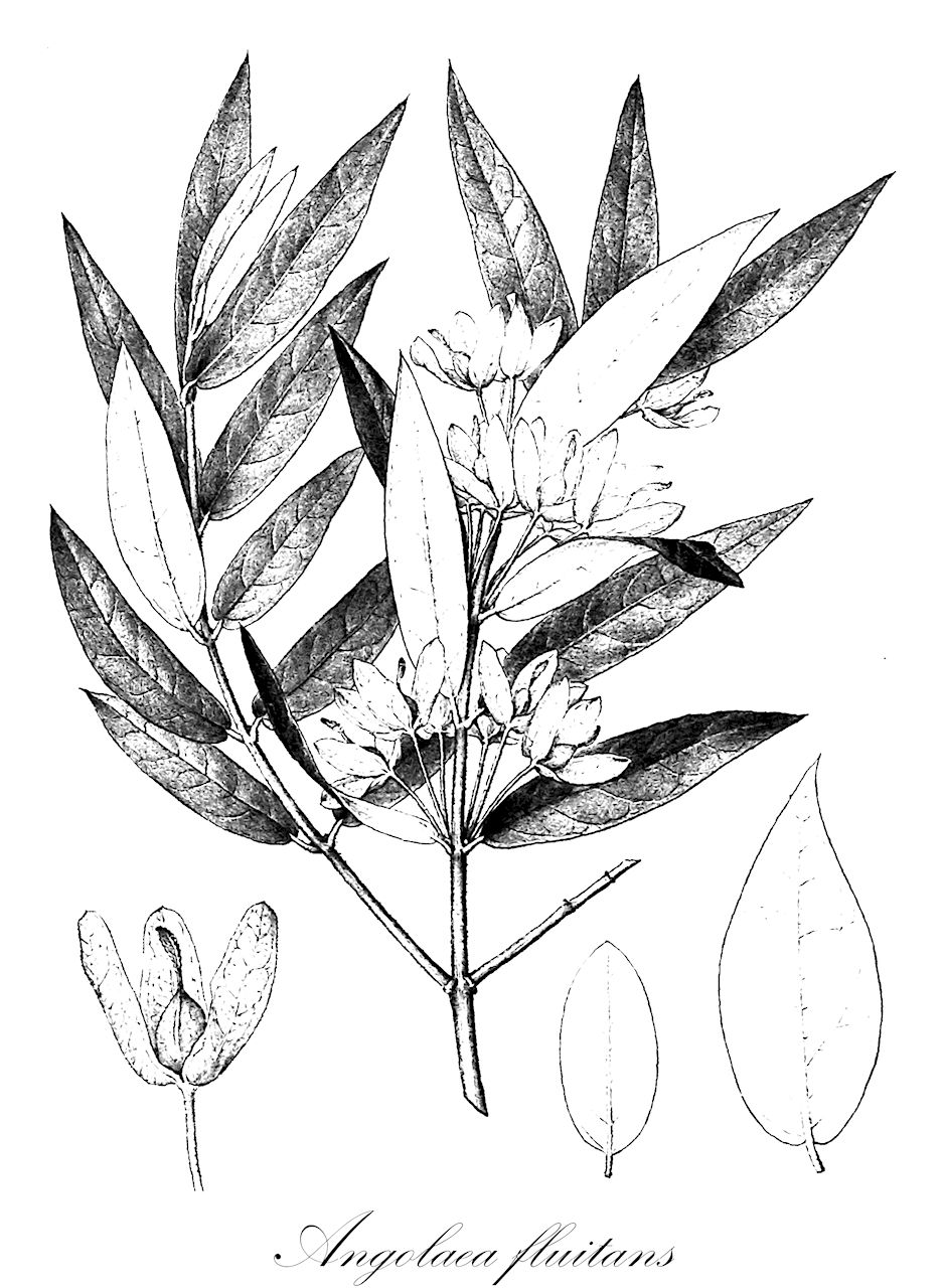 Angolaea fluitans - Podostemaceae,Plantae,Pteridobiotina,Angiosperms,Malpighiales,Podostemaceae,Angolaea,Angolaea fluitans