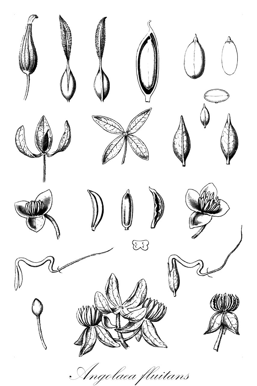 Angolaea fluitans - Podostemaceae,Plantae,Pteridobiotina,Angiosperms,Malpighiales,Podostemaceae,Angolaea,Angolaea fluitans