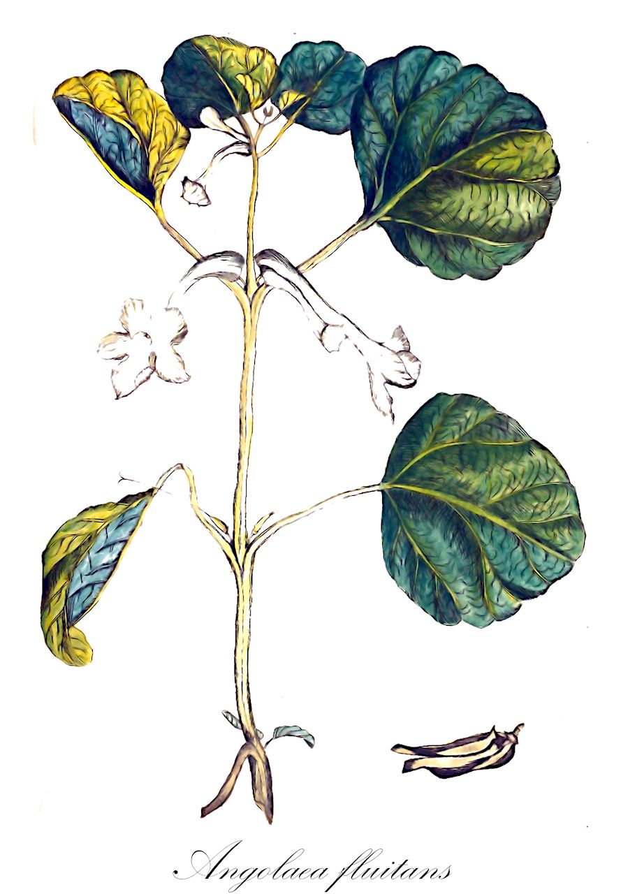 Angolaea fluitans - Podostemaceae,Plantae,Pteridobiotina,Angiosperms,Malpighiales,Podostemaceae,Angolaea,Angolaea fluitans