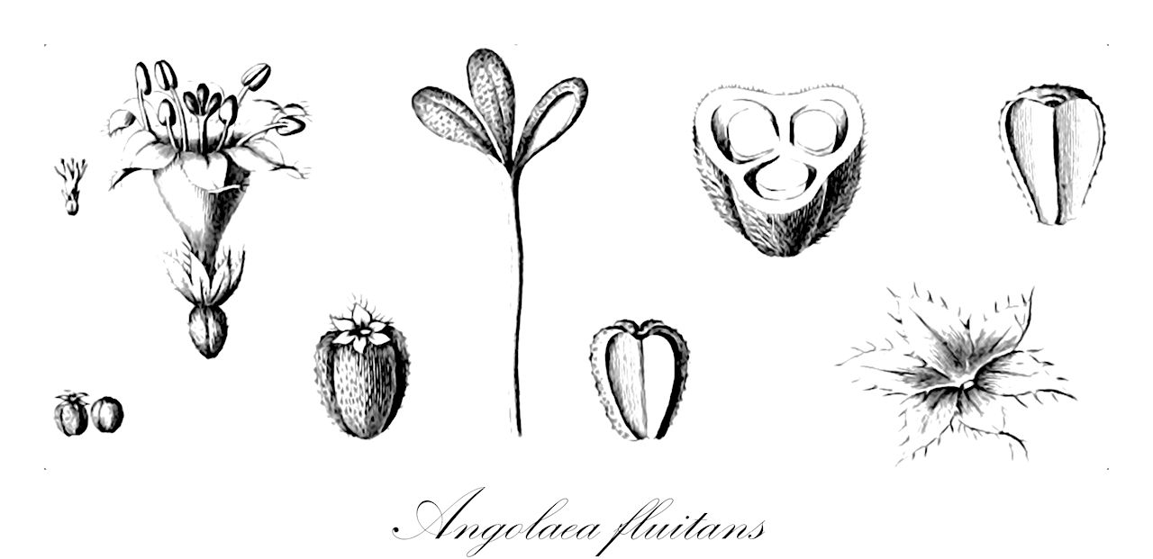 Angolaea fluitans - Podostemaceae,Plantae,Pteridobiotina,Angiosperms,Malpighiales,Podostemaceae,Angolaea,Angolaea fluitans