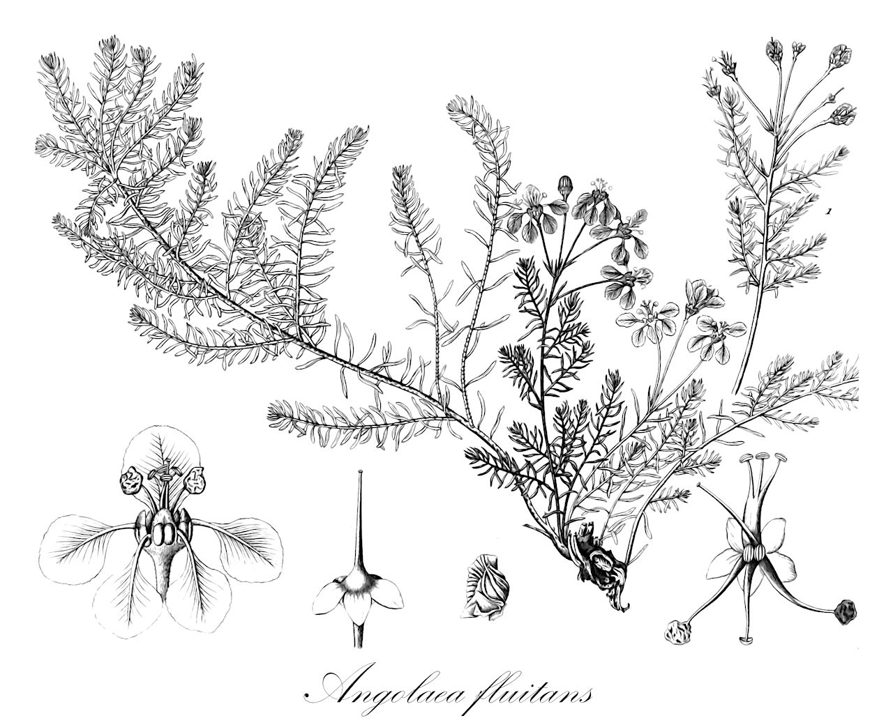 Angolaea fluitans - Podostemaceae,Plantae,Pteridobiotina,Angiosperms,Malpighiales,Podostemaceae,Angolaea,Angolaea fluitans