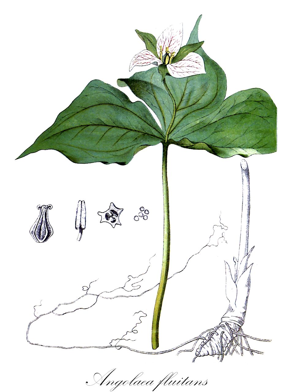 Angolaea fluitans - Podostemaceae,Plantae,Pteridobiotina,Angiosperms,Malpighiales,Podostemaceae,Angolaea,Angolaea fluitans