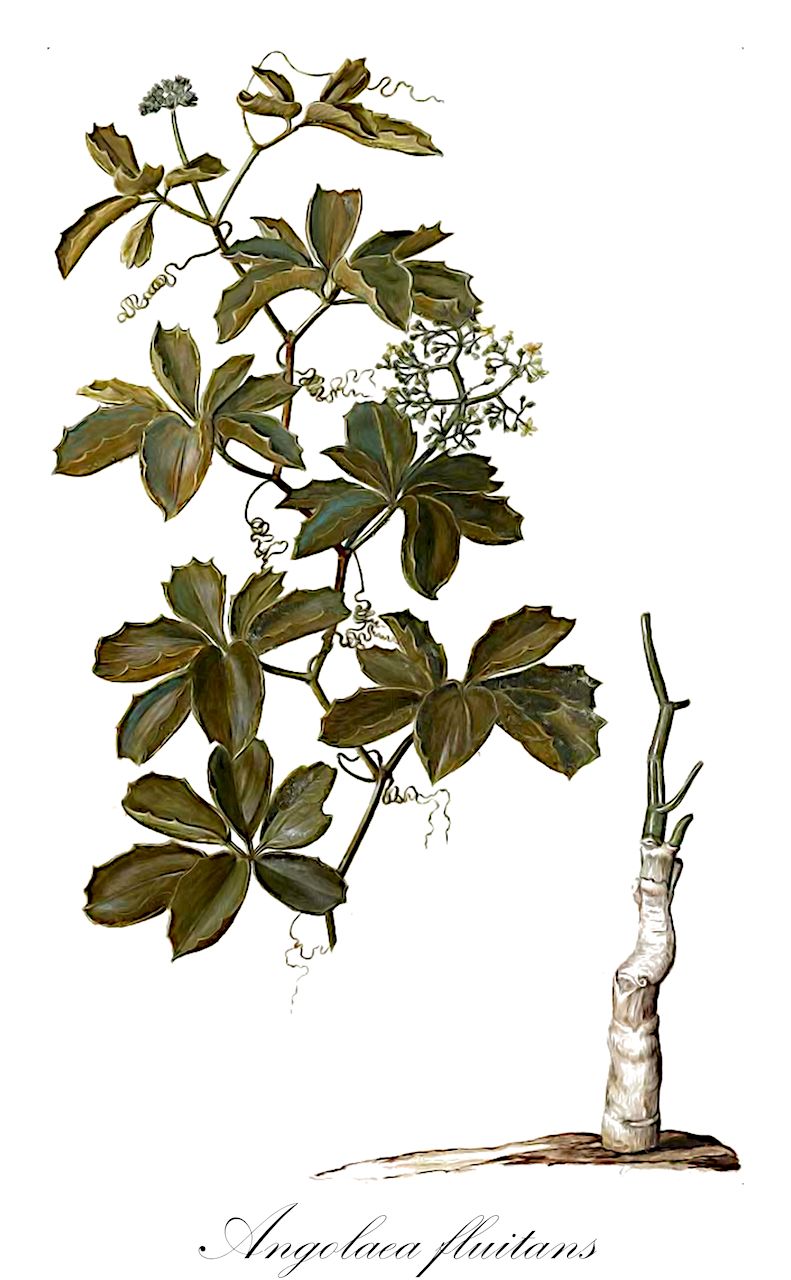 Angolaea fluitans - Podostemaceae,Plantae,Pteridobiotina,Angiosperms,Malpighiales,Podostemaceae,Angolaea,Angolaea fluitans