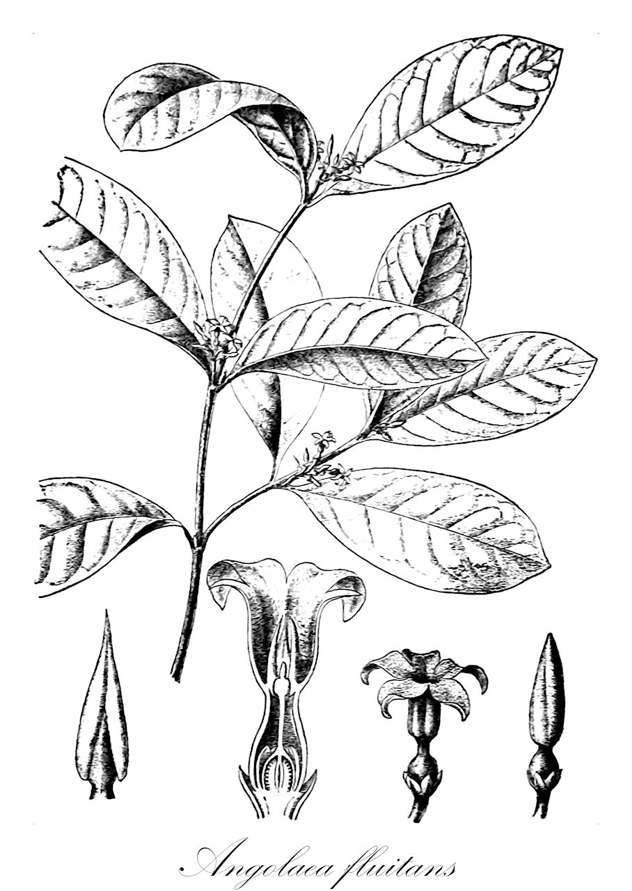 Angolaea fluitans - Podostemaceae,Plantae,Pteridobiotina,Angiosperms,Malpighiales,Podostemaceae,Angolaea,Angolaea fluitans