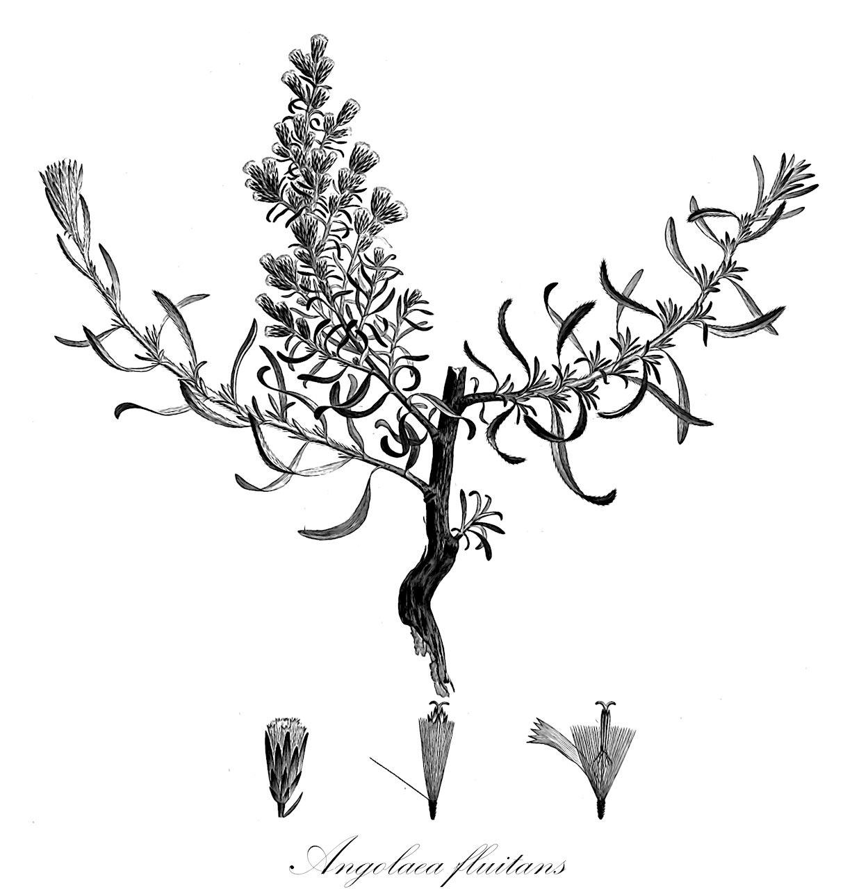 Angolaea fluitans - Podostemaceae,Plantae,Pteridobiotina,Angiosperms,Malpighiales,Podostemaceae,Angolaea,Angolaea fluitans