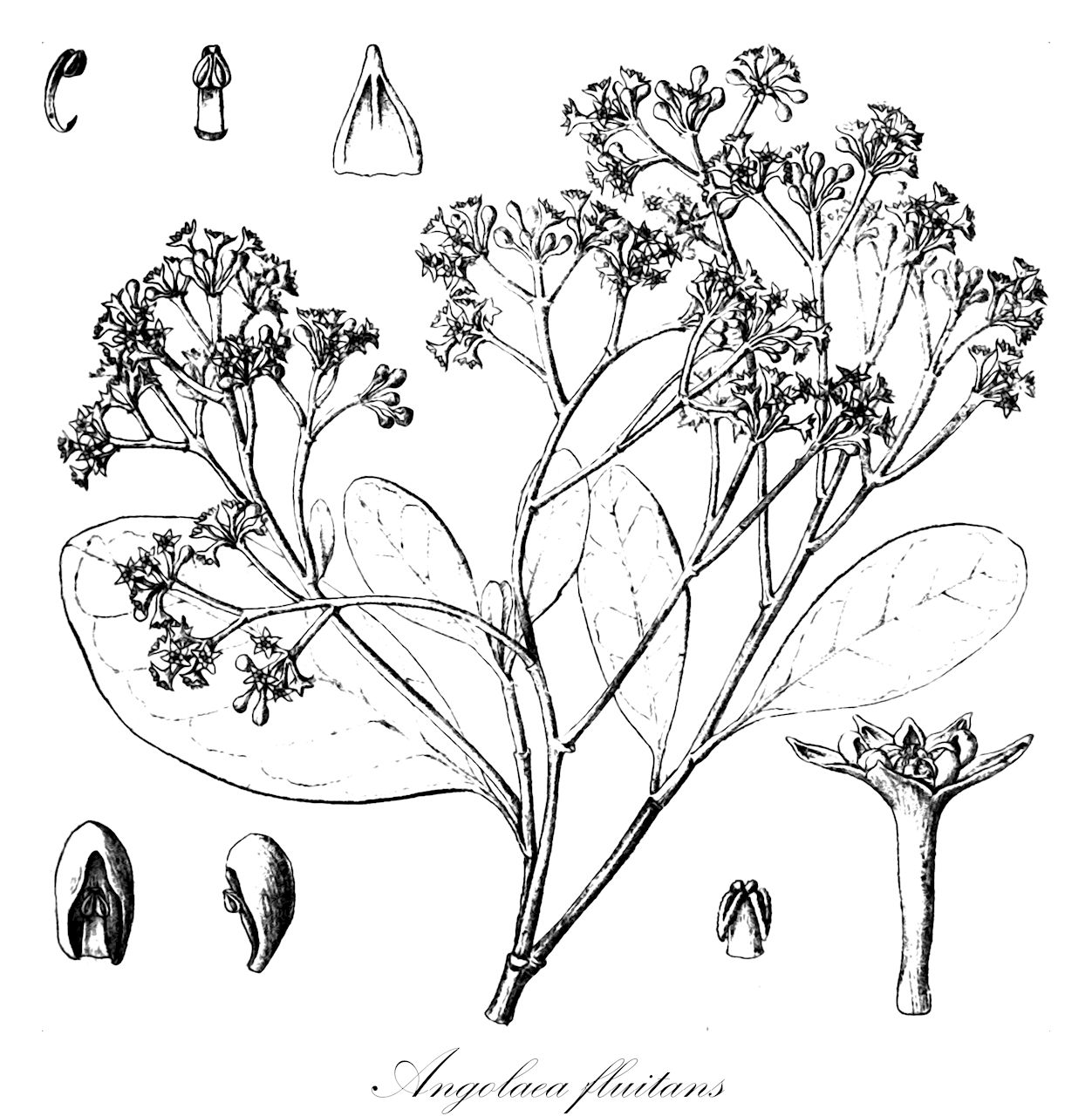 Angolaea fluitans - Podostemaceae,Plantae,Pteridobiotina,Angiosperms,Malpighiales,Podostemaceae,Angolaea,Angolaea fluitans