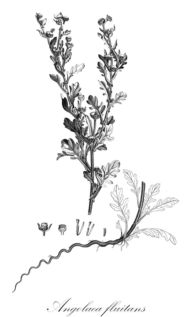 Angolaea fluitans - Podostemaceae,Plantae,Pteridobiotina,Angiosperms,Malpighiales,Podostemaceae,Angolaea,Angolaea fluitans