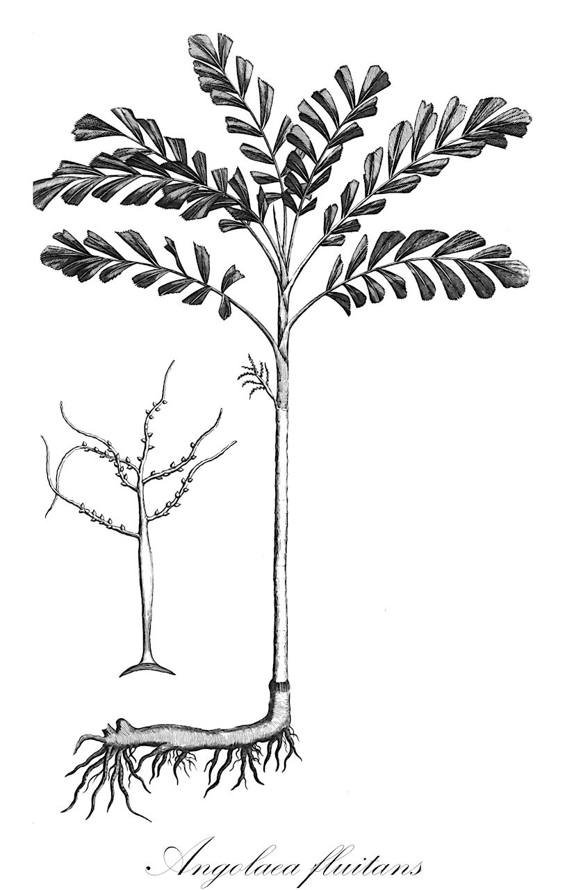 Angolaea fluitans - Podostemaceae,Plantae,Pteridobiotina,Angiosperms,Malpighiales,Podostemaceae,Angolaea,Angolaea fluitans