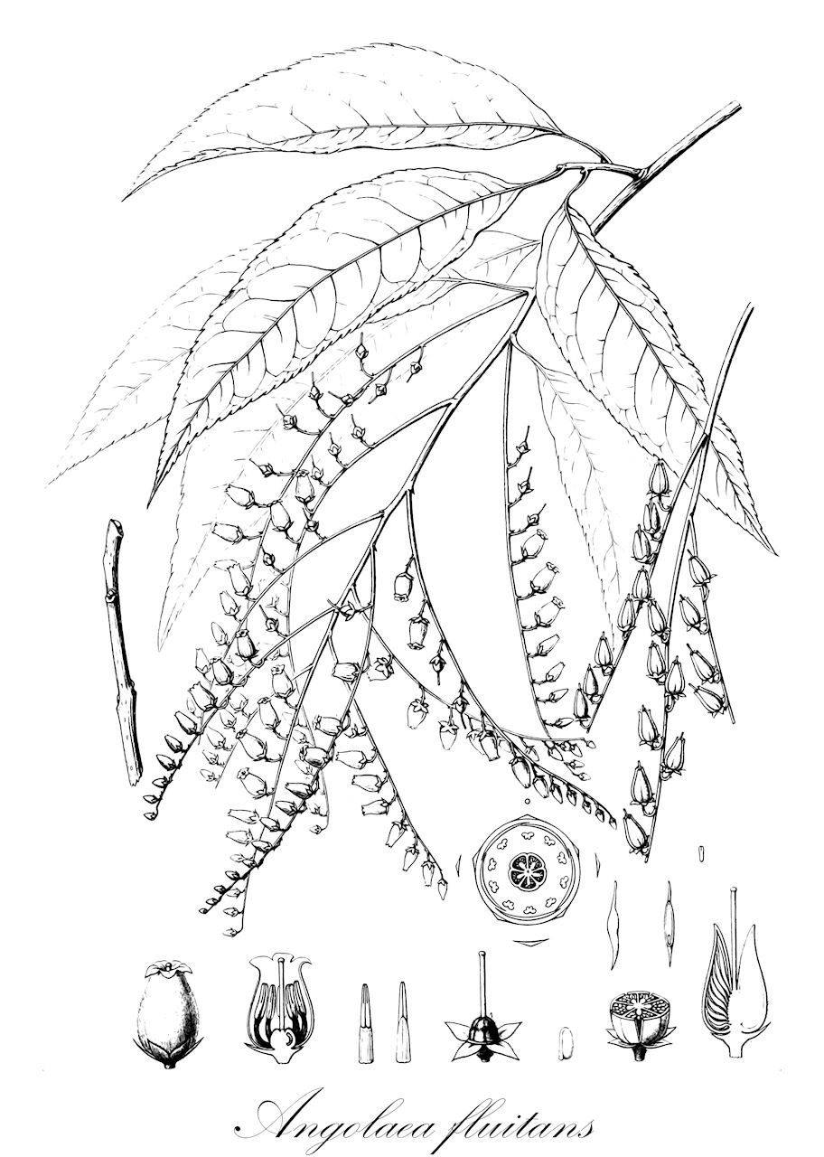 Angolaea fluitans - Podostemaceae,Plantae,Pteridobiotina,Angiosperms,Malpighiales,Podostemaceae,Angolaea,Angolaea fluitans