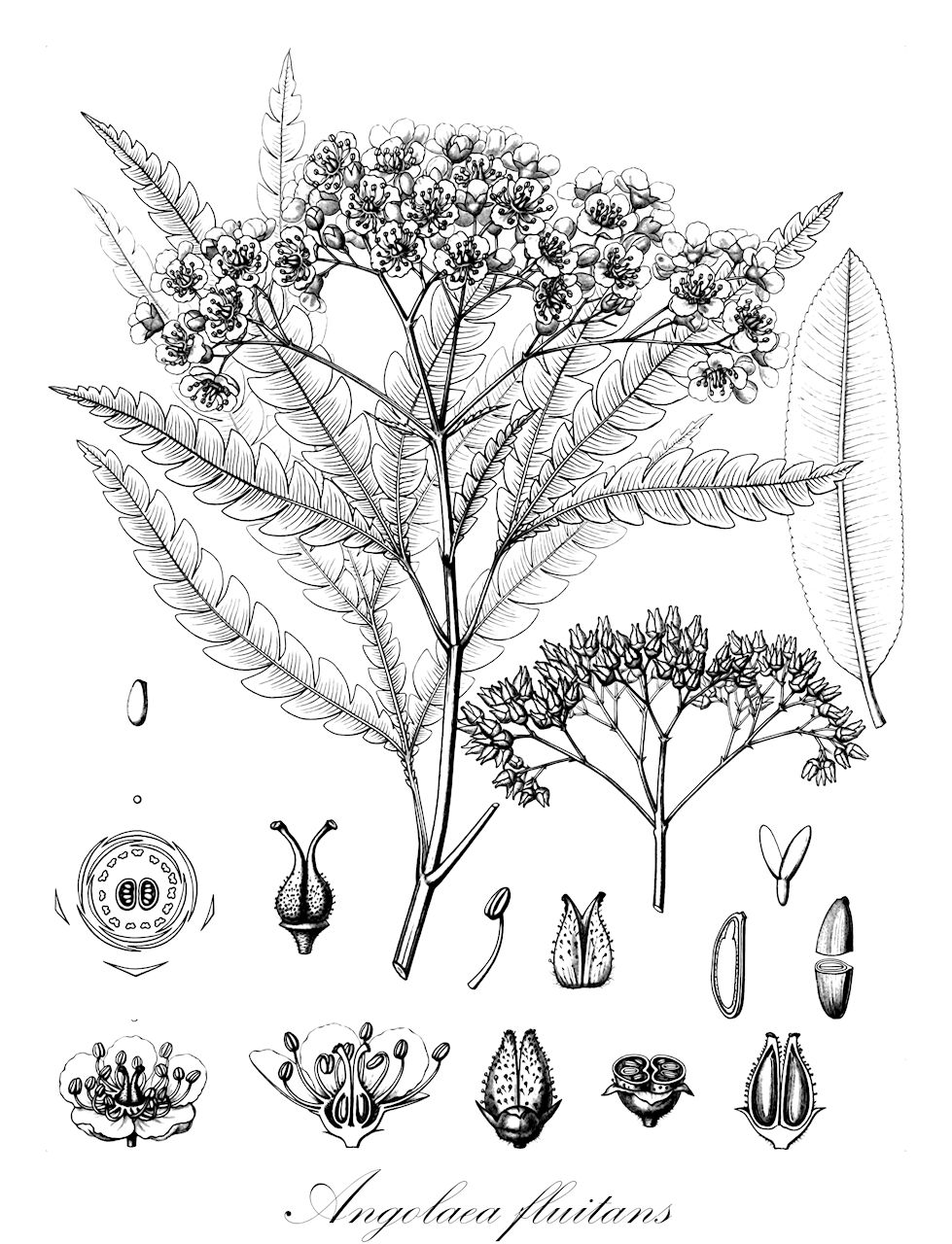 Angolaea fluitans - Podostemaceae,Plantae,Pteridobiotina,Angiosperms,Malpighiales,Podostemaceae,Angolaea,Angolaea fluitans