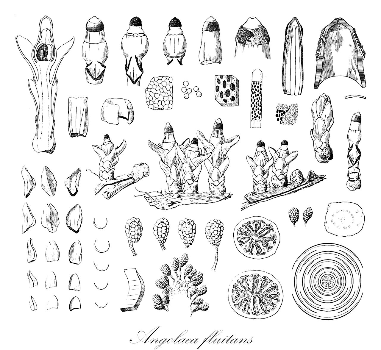 Angolaea fluitans - Podostemaceae,Plantae,Pteridobiotina,Angiosperms,Malpighiales,Podostemaceae,Angolaea,Angolaea fluitans