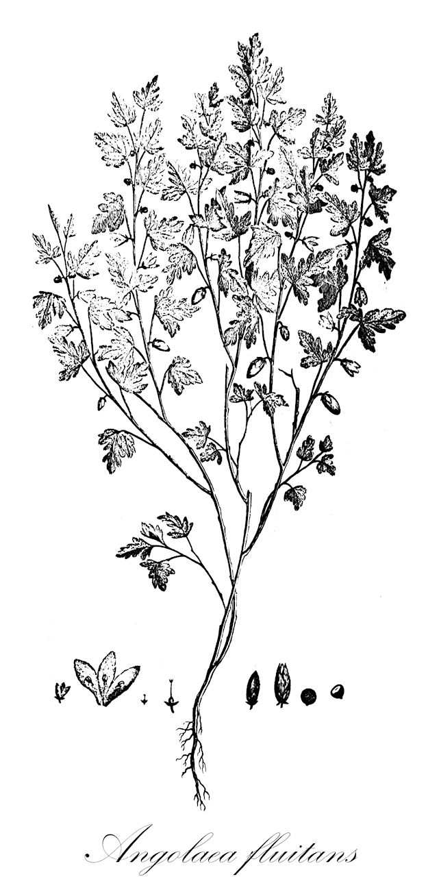 Angolaea fluitans - Podostemaceae,Plantae,Pteridobiotina,Angiosperms,Malpighiales,Podostemaceae,Angolaea,Angolaea fluitans