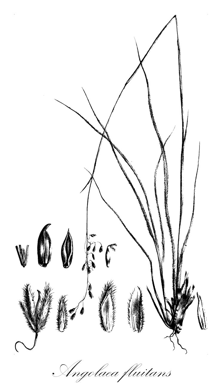 Angolaea fluitans - Podostemaceae,Plantae,Pteridobiotina,Angiosperms,Malpighiales,Podostemaceae,Angolaea,Angolaea fluitans