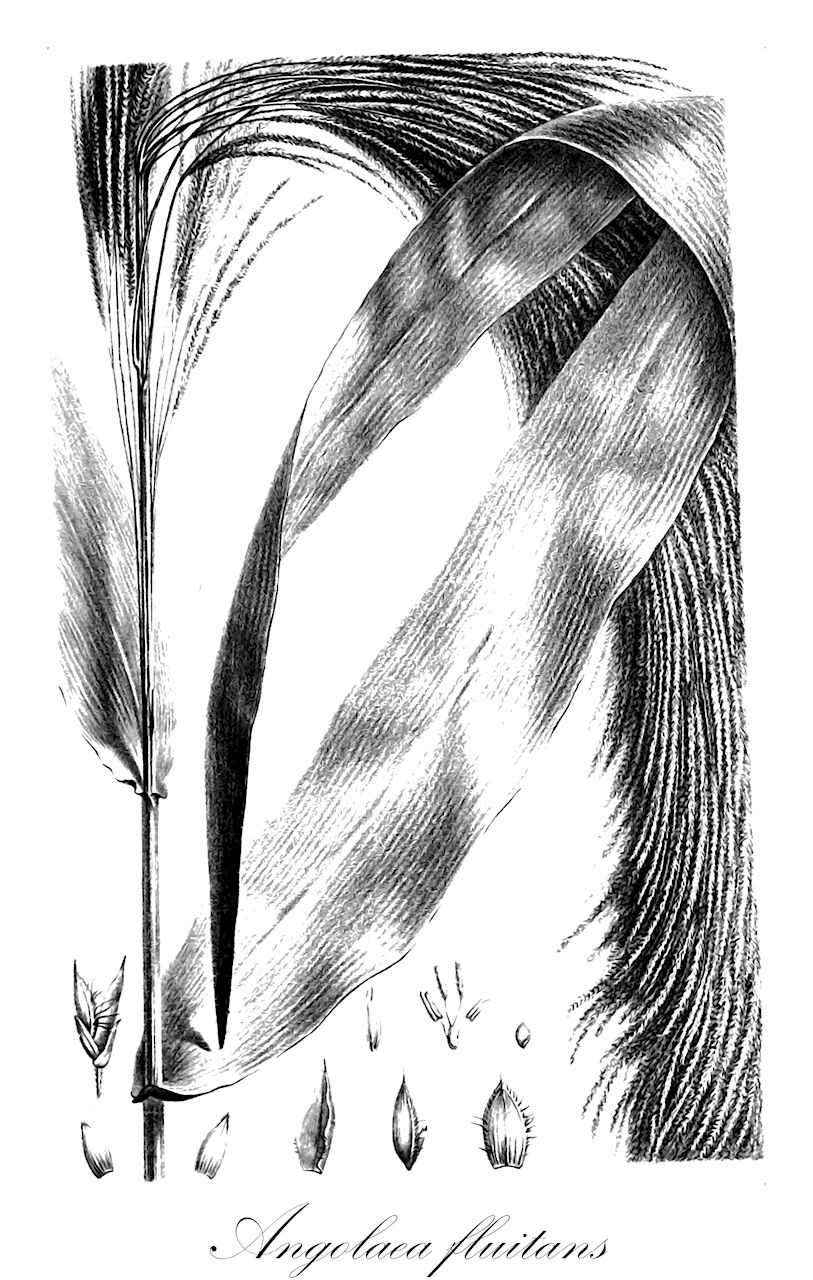 Angolaea fluitans - Podostemaceae,Plantae,Pteridobiotina,Angiosperms,Malpighiales,Podostemaceae,Angolaea,Angolaea fluitans