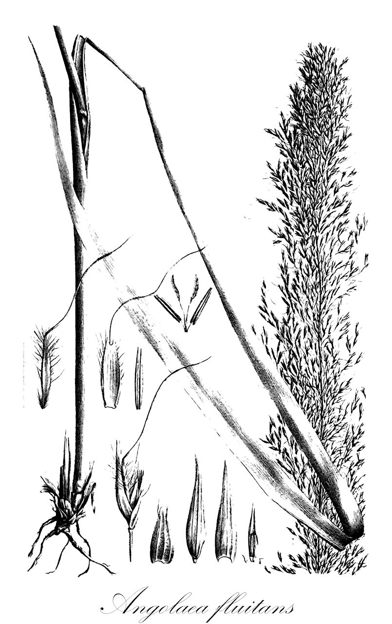 Angolaea fluitans - Podostemaceae,Plantae,Pteridobiotina,Angiosperms,Malpighiales,Podostemaceae,Angolaea,Angolaea fluitans