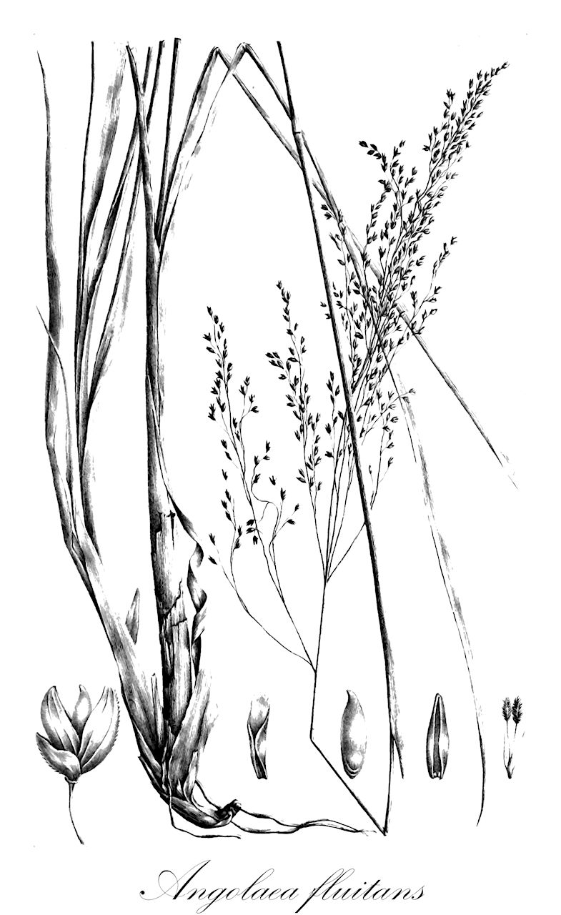 Angolaea fluitans - Podostemaceae,Plantae,Pteridobiotina,Angiosperms,Malpighiales,Podostemaceae,Angolaea,Angolaea fluitans