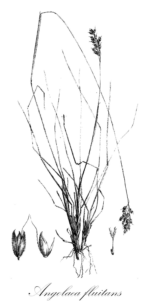 Angolaea fluitans - Podostemaceae,Plantae,Pteridobiotina,Angiosperms,Malpighiales,Podostemaceae,Angolaea,Angolaea fluitans