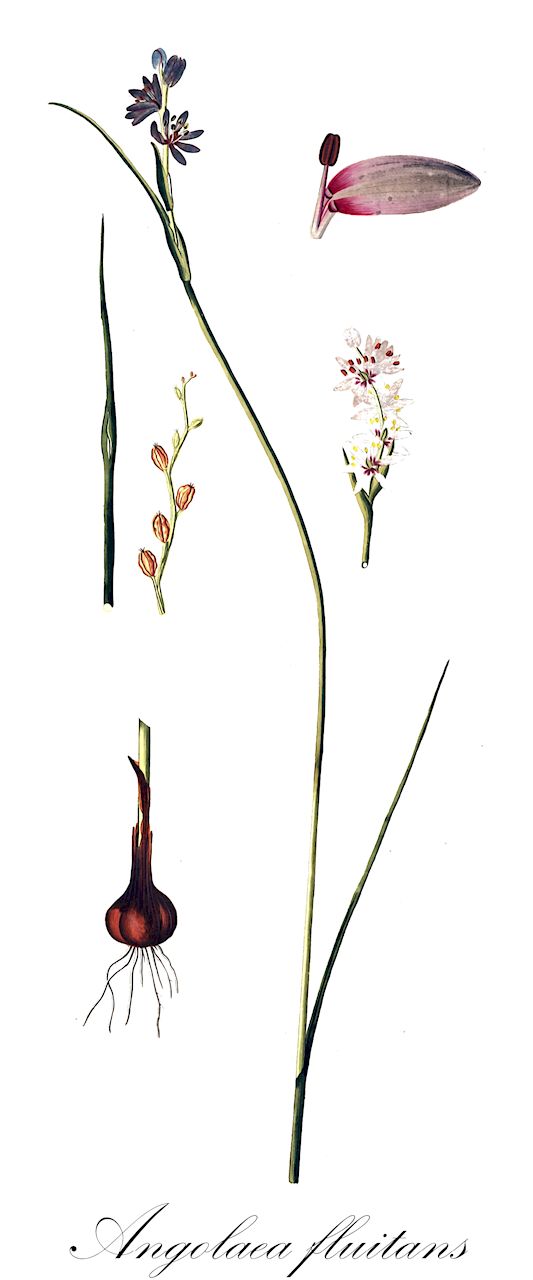 Angolaea fluitans - Podostemaceae,Plantae,Pteridobiotina,Angiosperms,Malpighiales,Podostemaceae,Angolaea,Angolaea fluitans