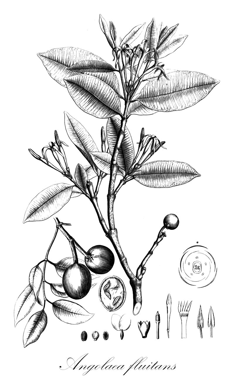 Angolaea fluitans - Podostemaceae,Plantae,Pteridobiotina,Angiosperms,Malpighiales,Podostemaceae,Angolaea,Angolaea fluitans