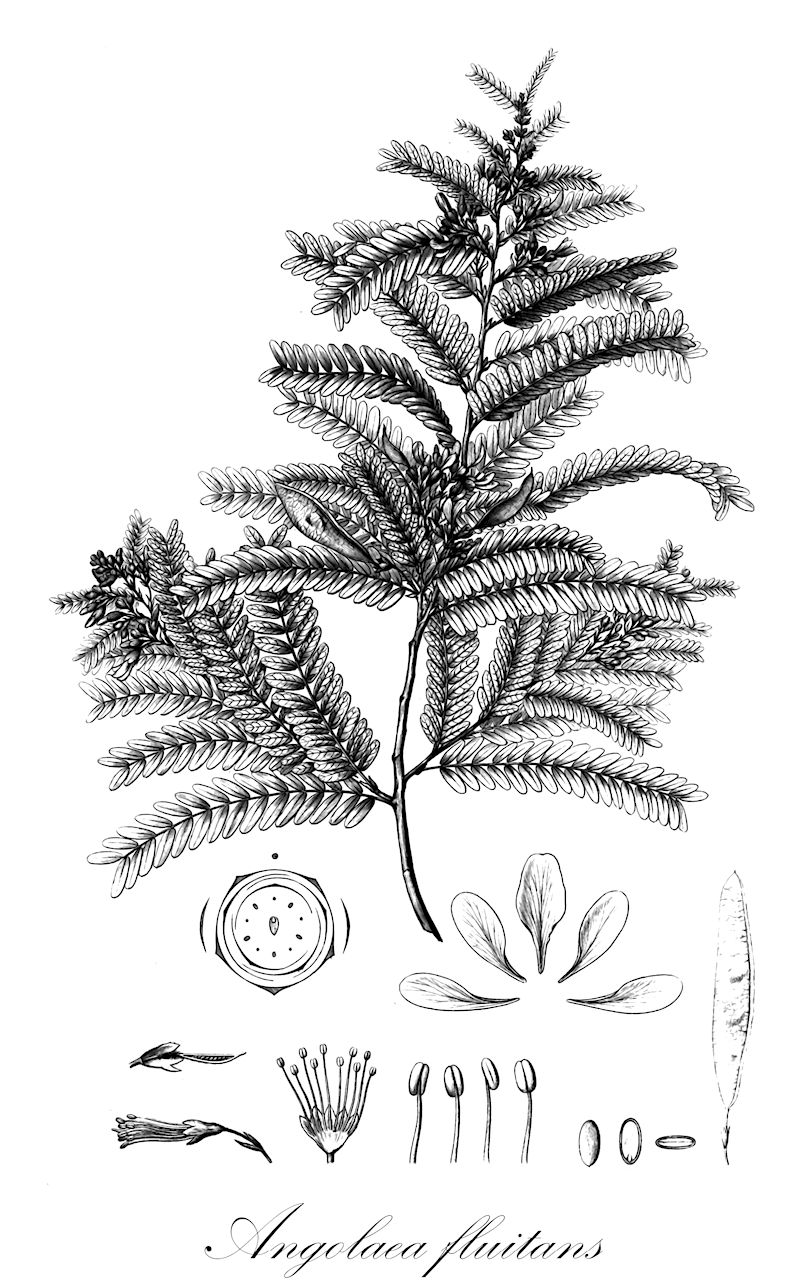 Angolaea fluitans - Podostemaceae,Plantae,Pteridobiotina,Angiosperms,Malpighiales,Podostemaceae,Angolaea,Angolaea fluitans
