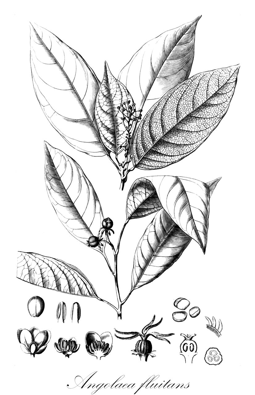 Angolaea fluitans - Podostemaceae,Plantae,Pteridobiotina,Angiosperms,Malpighiales,Podostemaceae,Angolaea,Angolaea fluitans