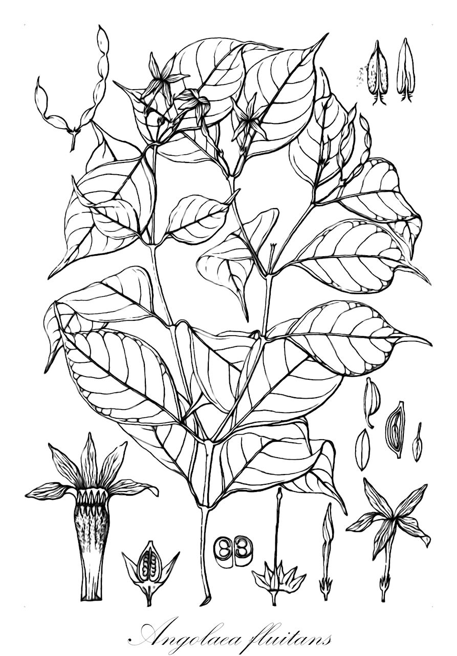 Angolaea fluitans - Podostemaceae,Plantae,Pteridobiotina,Angiosperms,Malpighiales,Podostemaceae,Angolaea,Angolaea fluitans