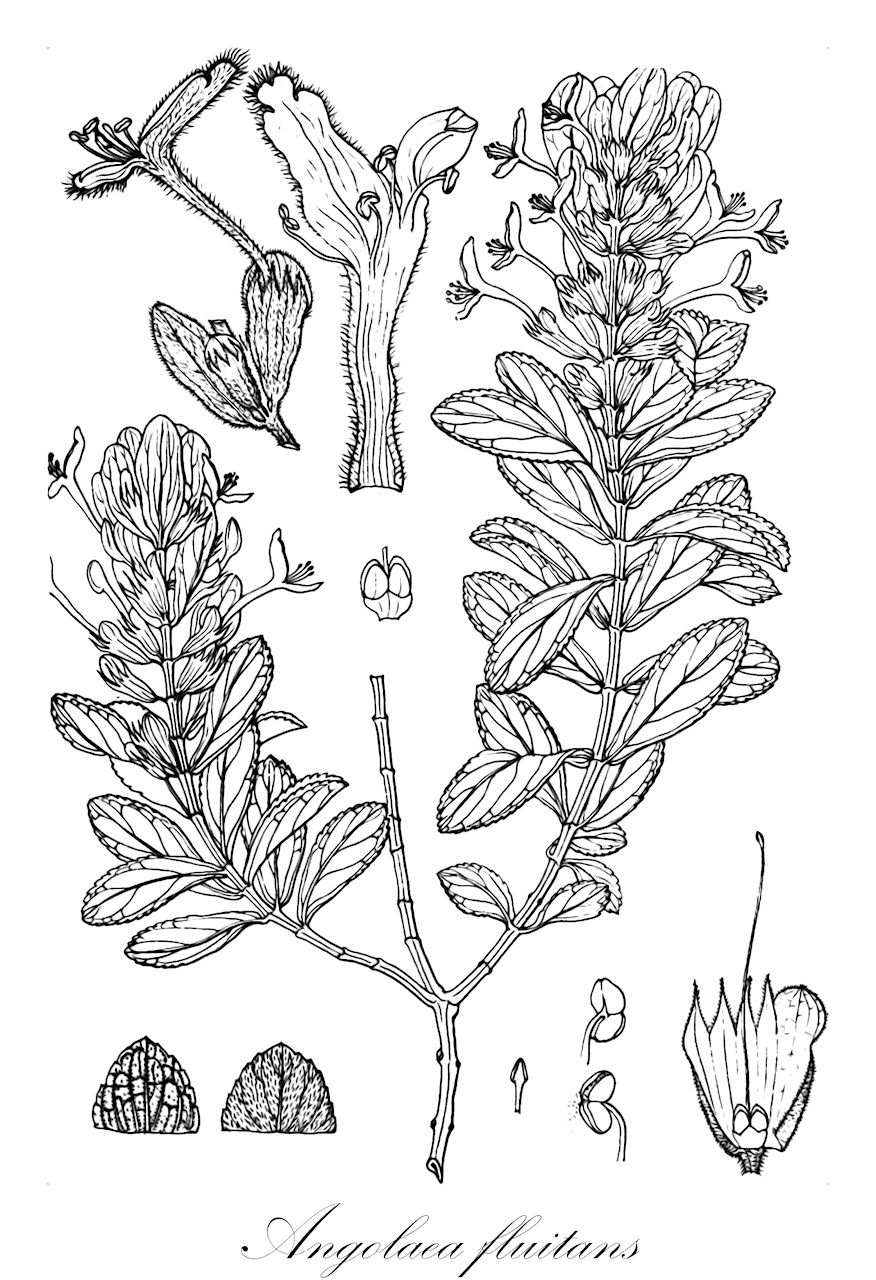 Angolaea fluitans - Podostemaceae,Plantae,Pteridobiotina,Angiosperms,Malpighiales,Podostemaceae,Angolaea,Angolaea fluitans