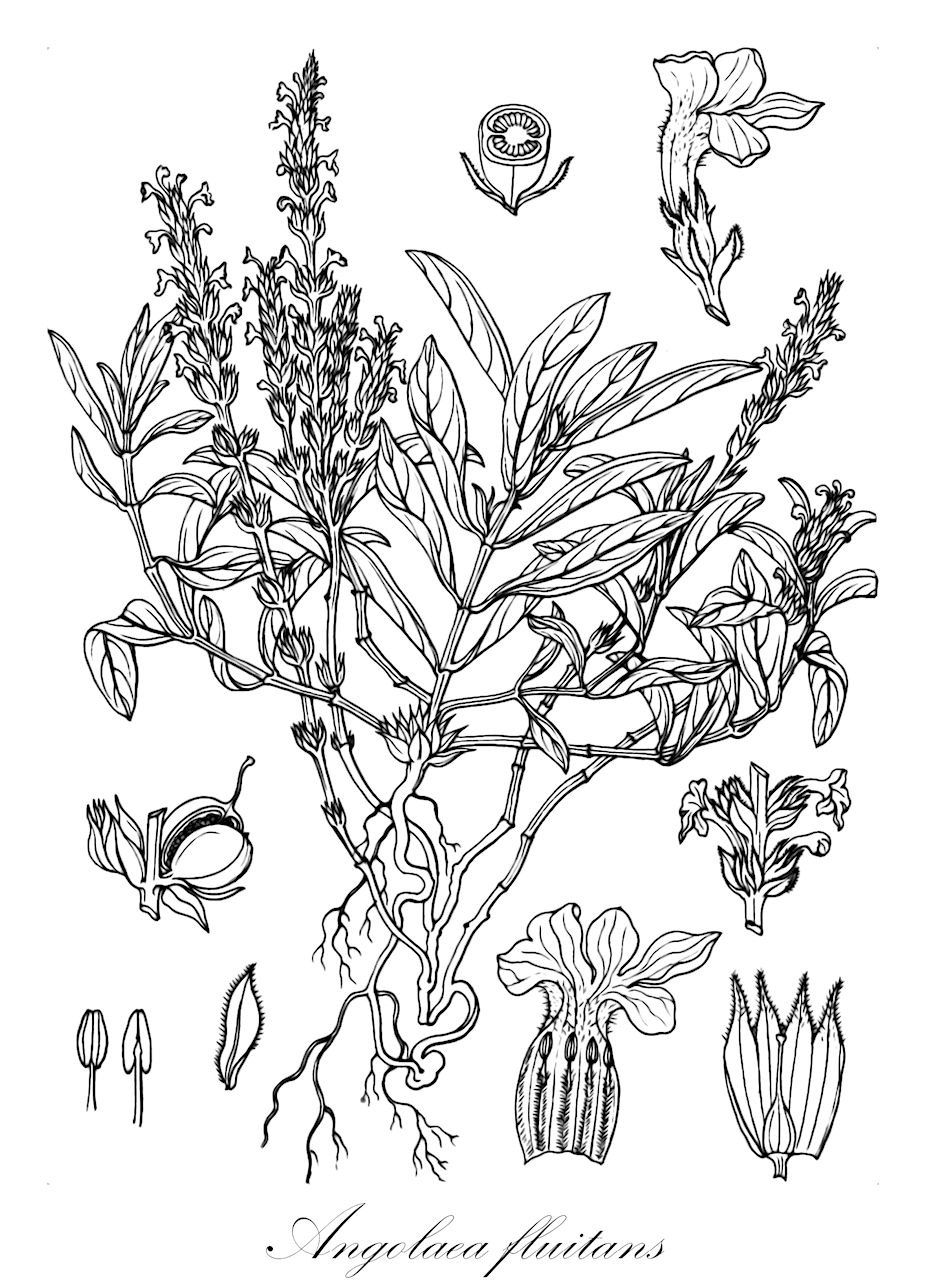 Angolaea fluitans - Podostemaceae,Plantae,Pteridobiotina,Angiosperms,Malpighiales,Podostemaceae,Angolaea,Angolaea fluitans