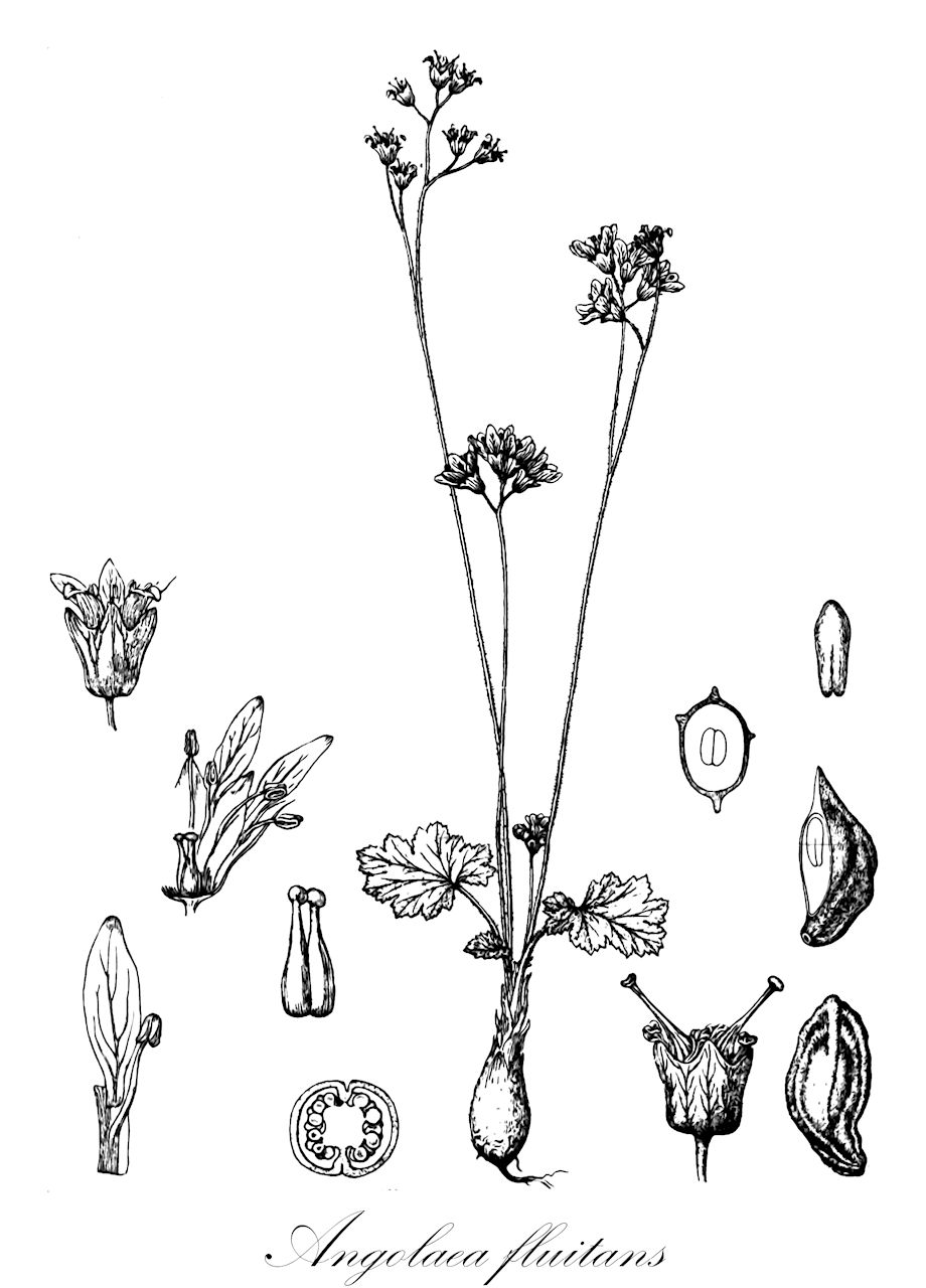 Angolaea fluitans - Podostemaceae,Plantae,Pteridobiotina,Angiosperms,Malpighiales,Podostemaceae,Angolaea,Angolaea fluitans