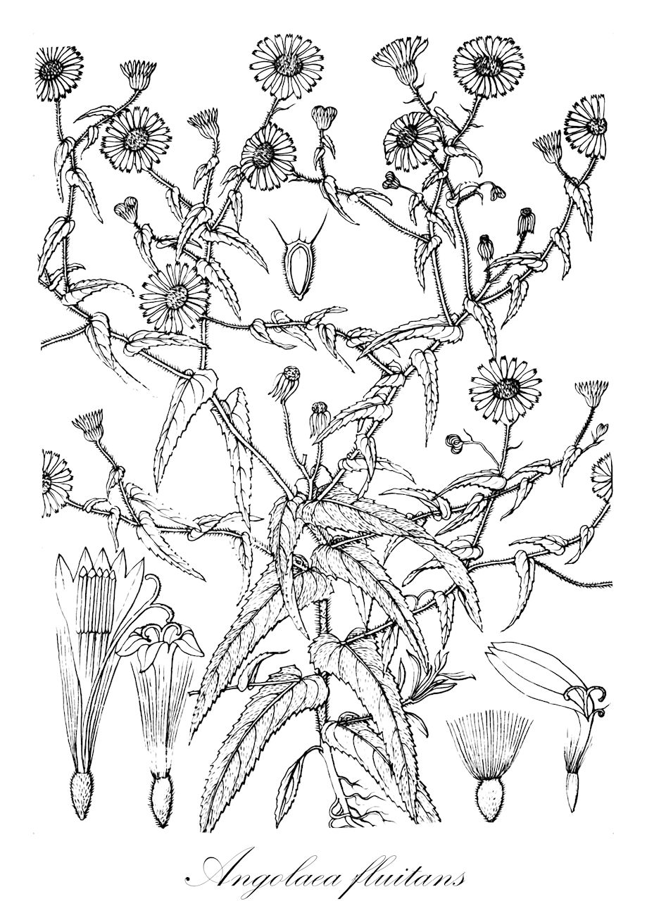 Angolaea fluitans - Podostemaceae,Plantae,Pteridobiotina,Angiosperms,Malpighiales,Podostemaceae,Angolaea,Angolaea fluitans