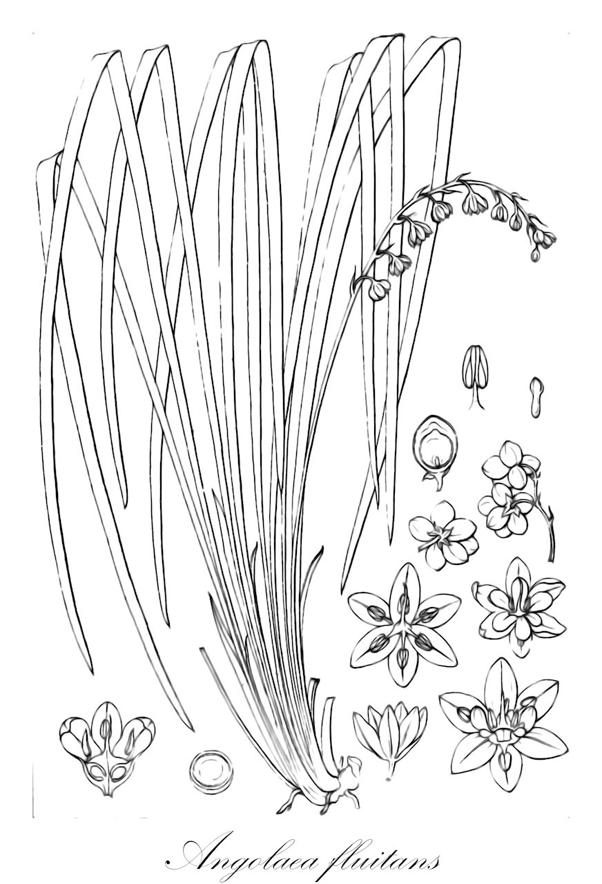 Angolaea fluitans - Podostemaceae,Plantae,Pteridobiotina,Angiosperms,Malpighiales,Podostemaceae,Angolaea,Angolaea fluitans