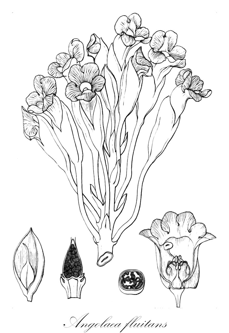 Angolaea fluitans - Podostemaceae,Plantae,Pteridobiotina,Angiosperms,Malpighiales,Podostemaceae,Angolaea,Angolaea fluitans