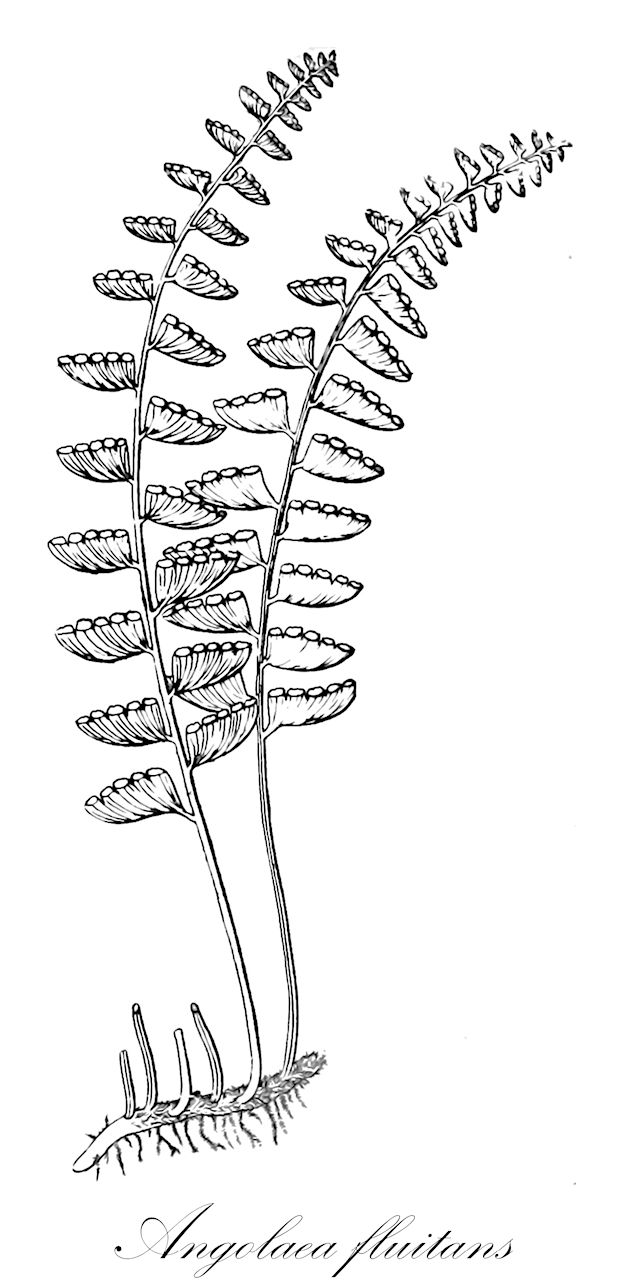 Angolaea fluitans - Podostemaceae,Plantae,Pteridobiotina,Angiosperms,Malpighiales,Podostemaceae,Angolaea,Angolaea fluitans