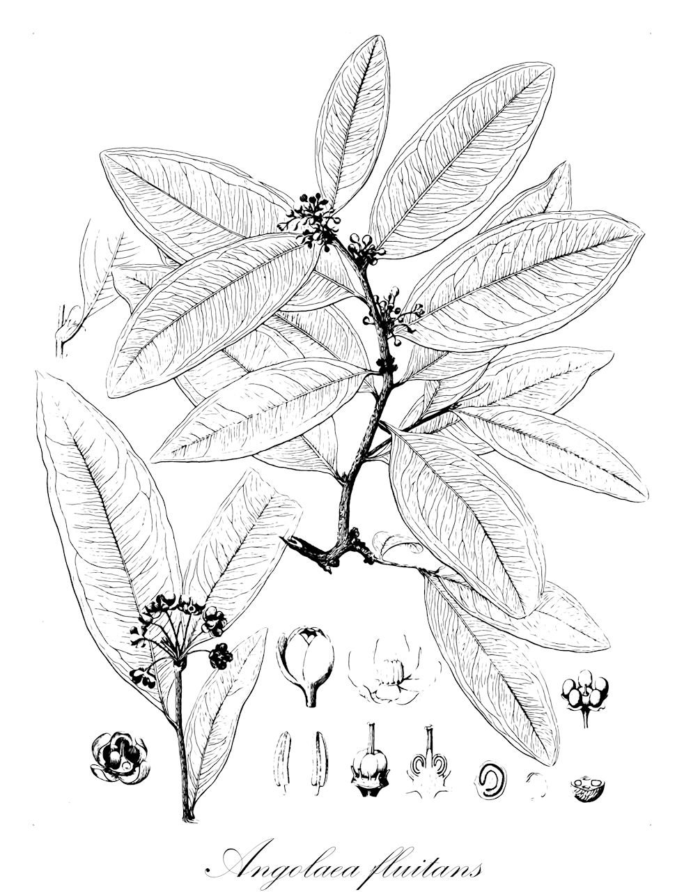 Angolaea fluitans - Podostemaceae,Plantae,Pteridobiotina,Angiosperms,Malpighiales,Podostemaceae,Angolaea,Angolaea fluitans