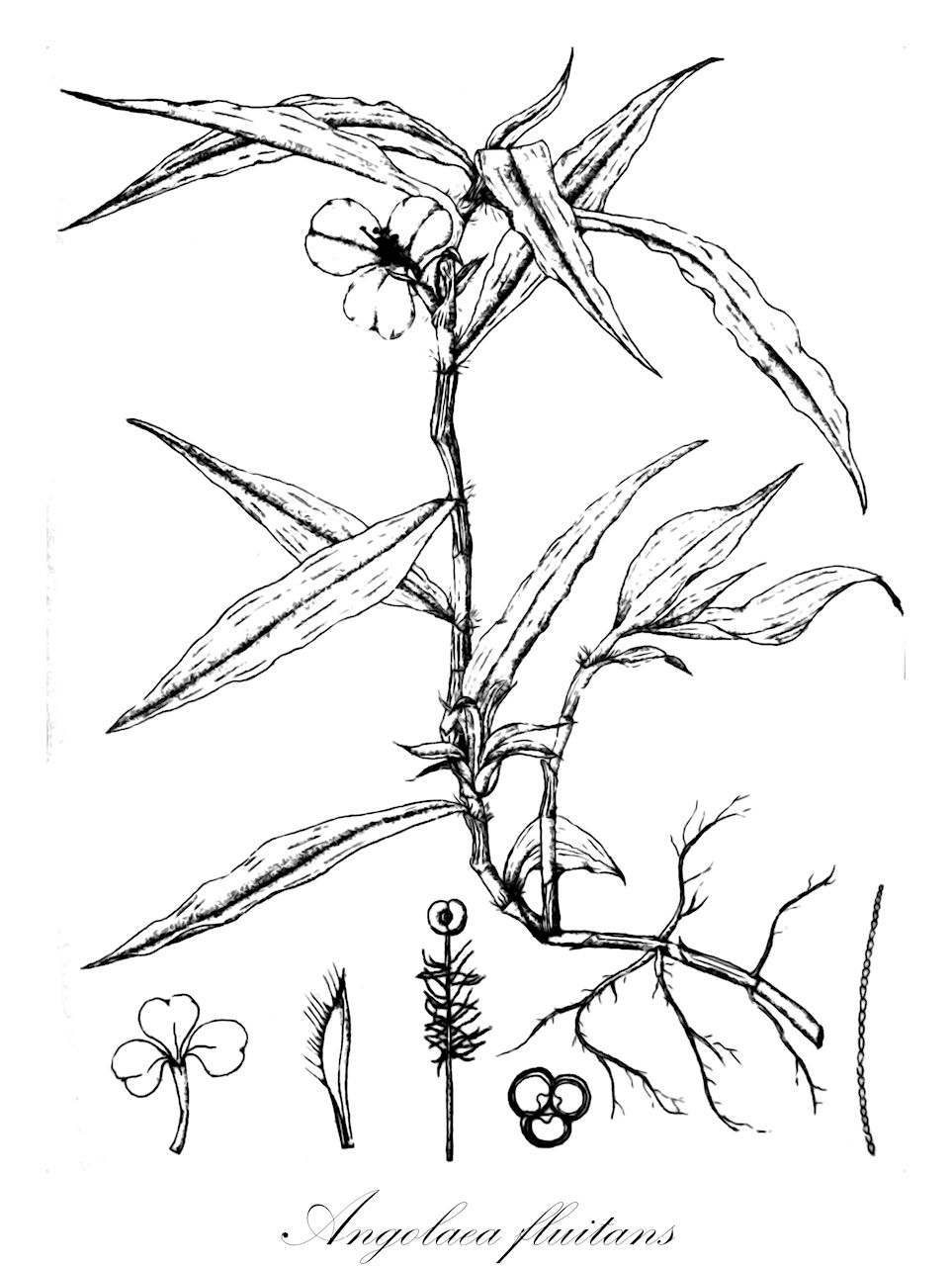 Angolaea fluitans - Podostemaceae,Plantae,Pteridobiotina,Angiosperms,Malpighiales,Podostemaceae,Angolaea,Angolaea fluitans
