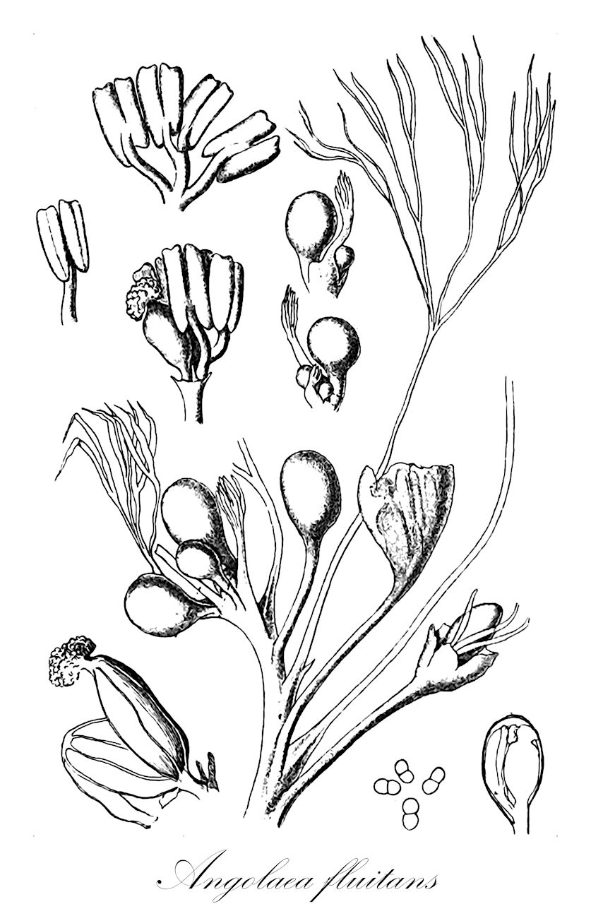 Angolaea fluitans - Podostemaceae,Plantae,Pteridobiotina,Angiosperms,Malpighiales,Podostemaceae,Angolaea,Angolaea fluitans